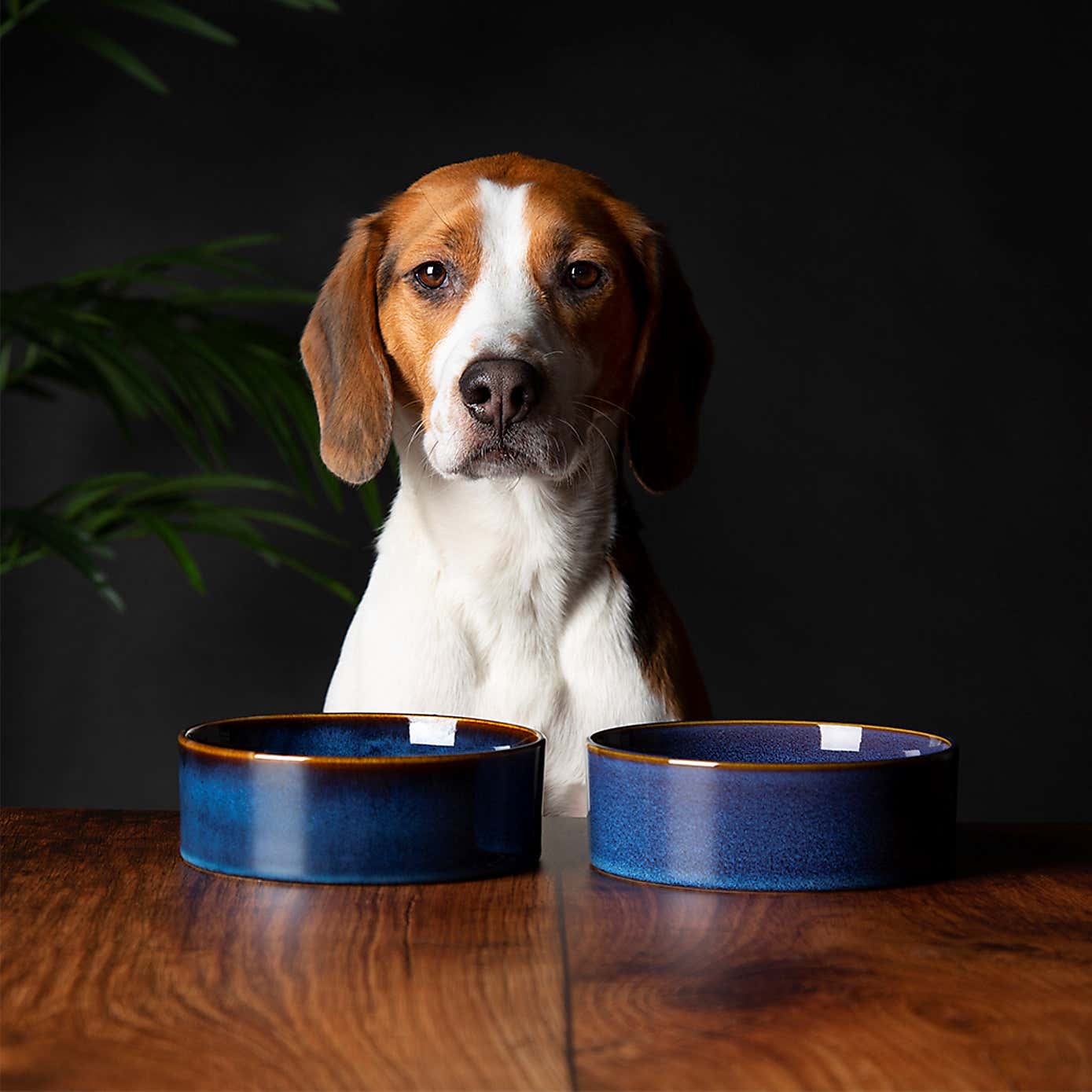Set of 2 Scruffs Reactive Bowls