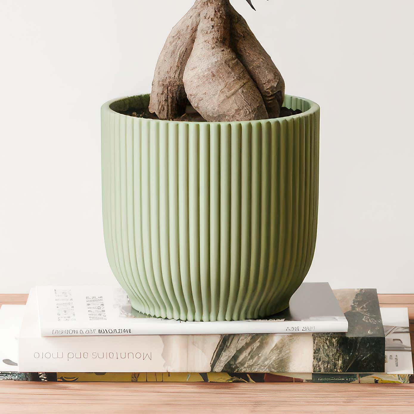 Ficus Ginseng House Plant in Elho Vibes Pot