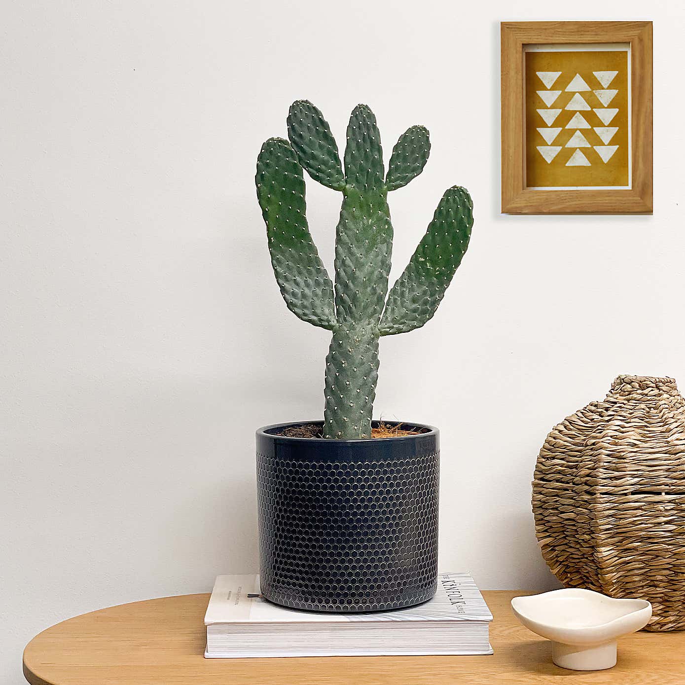 Cowboy Cactus House Plant in Capri Pot