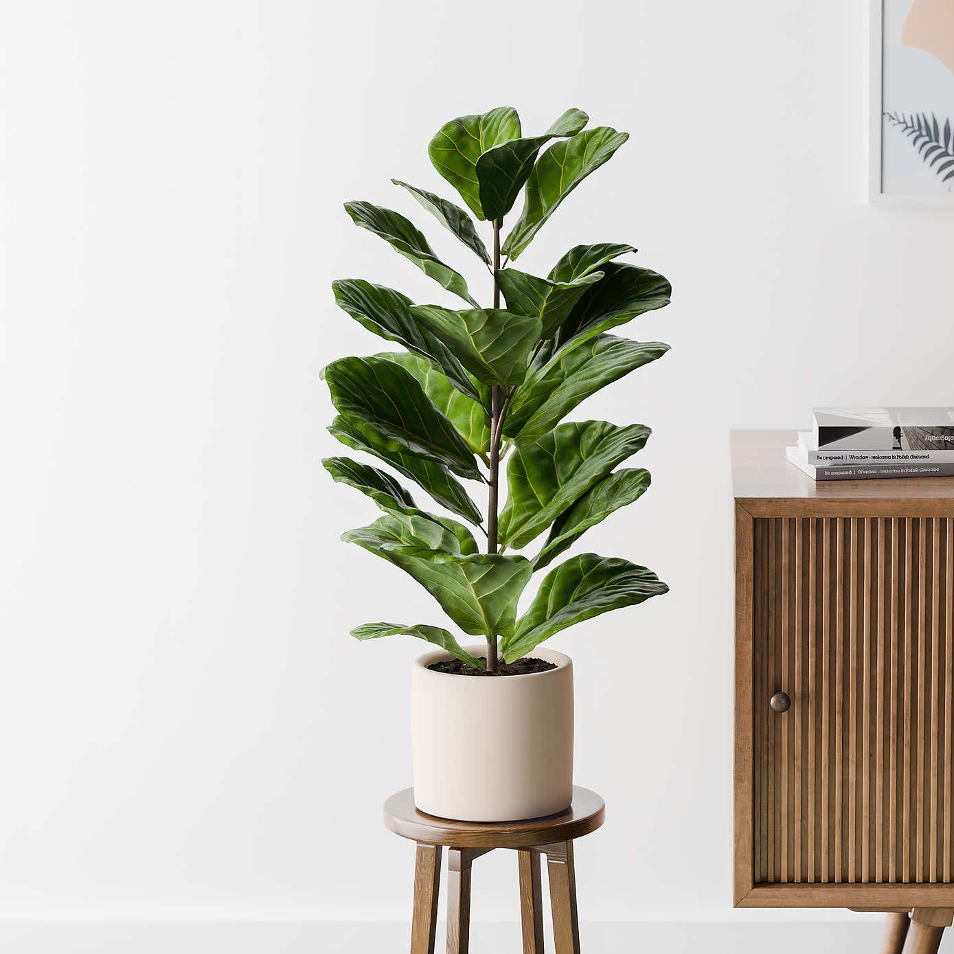 Beards & Daisies Fiddle Leaf Fig House Plant in Earthenware Pot