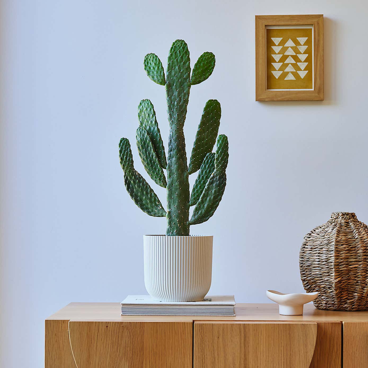 Cowboy Cactus House Plant in Elho Pot