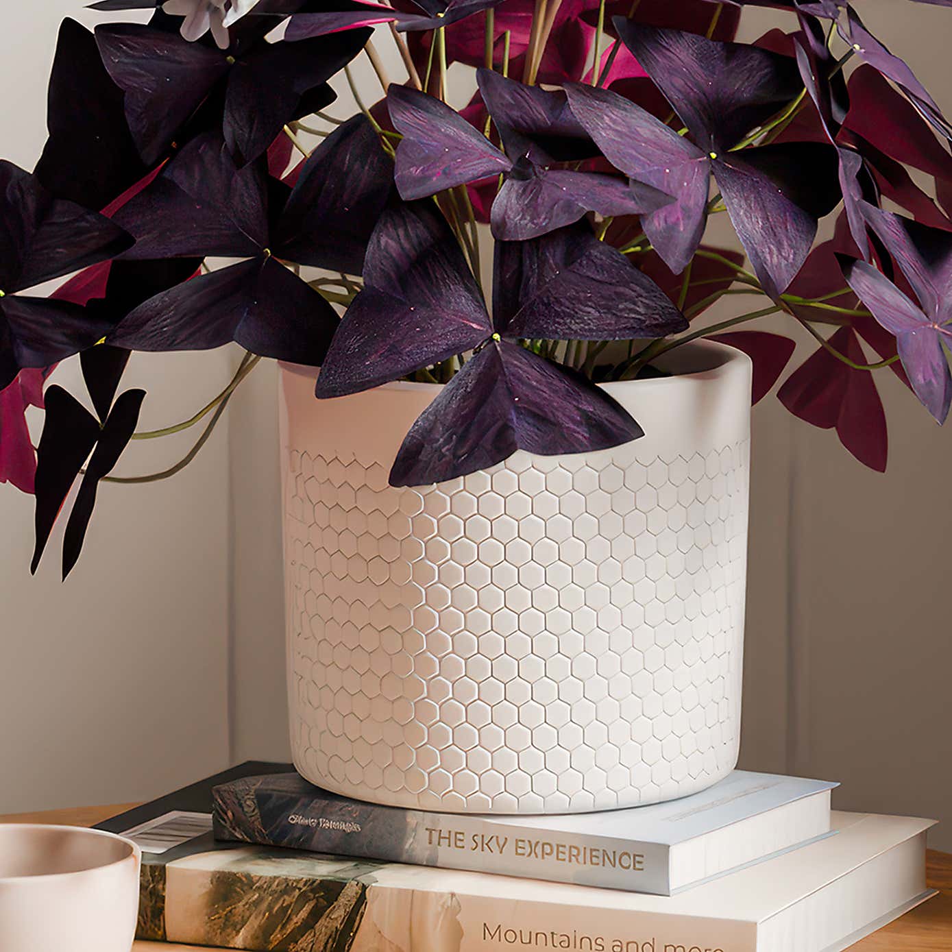 Oxalis House Plant in Capri Pot