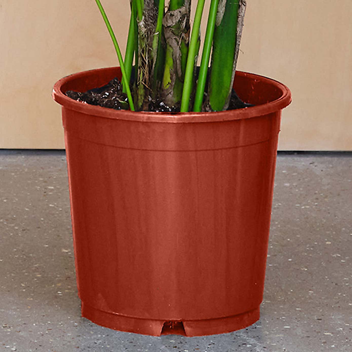 Kentia Palm House Plant