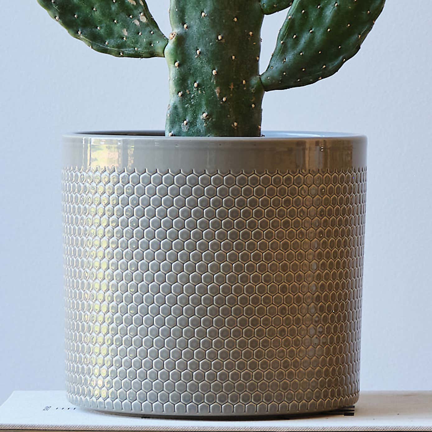 Cowboy Cactus House Plant in Capri Pot