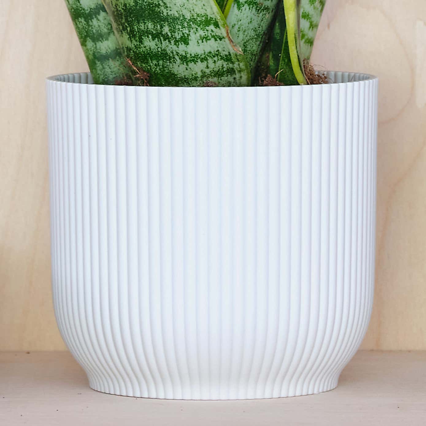 Beards & Daisies Snake Plant House Plant in Vibes Pot