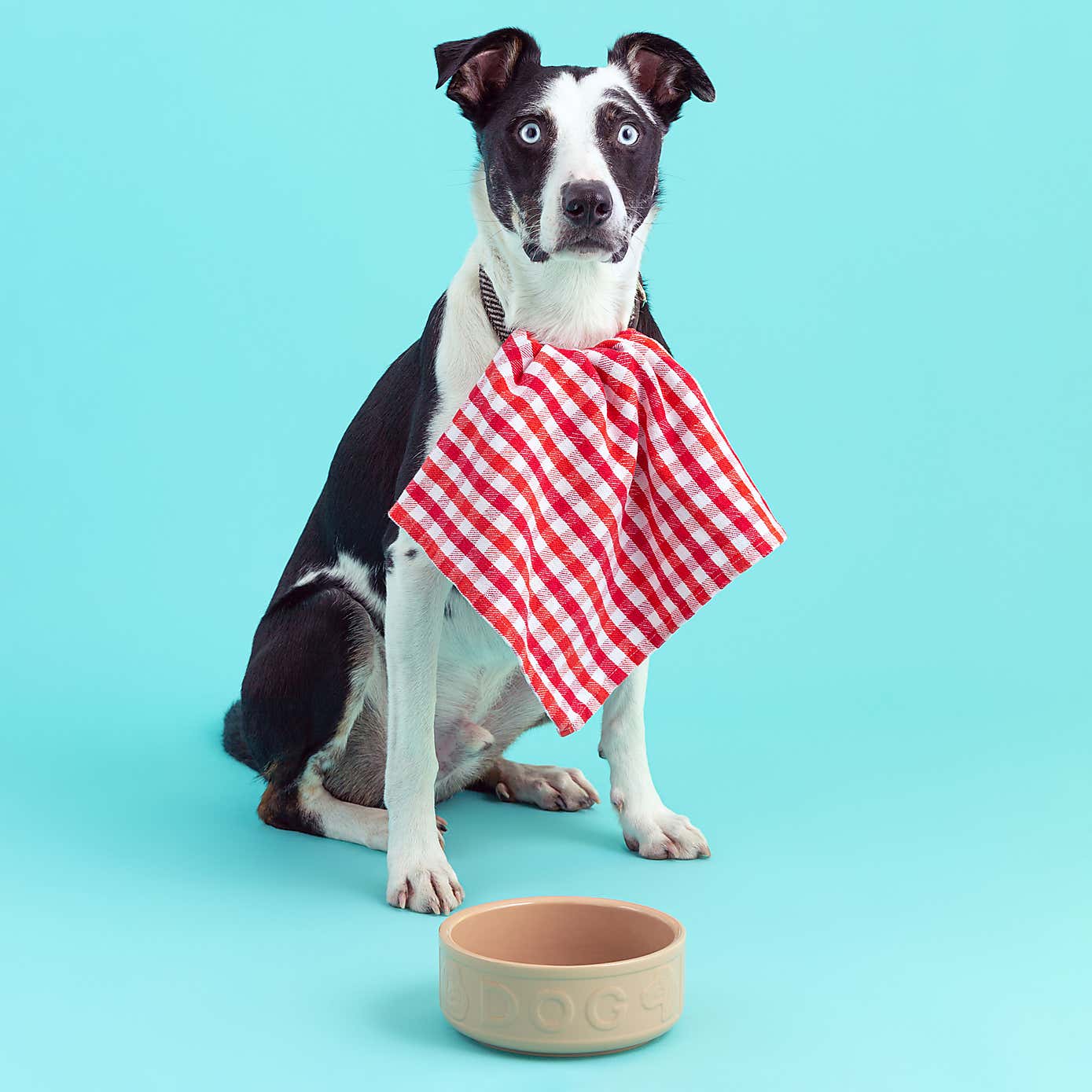 Mason Cash Cane Dog Bowl