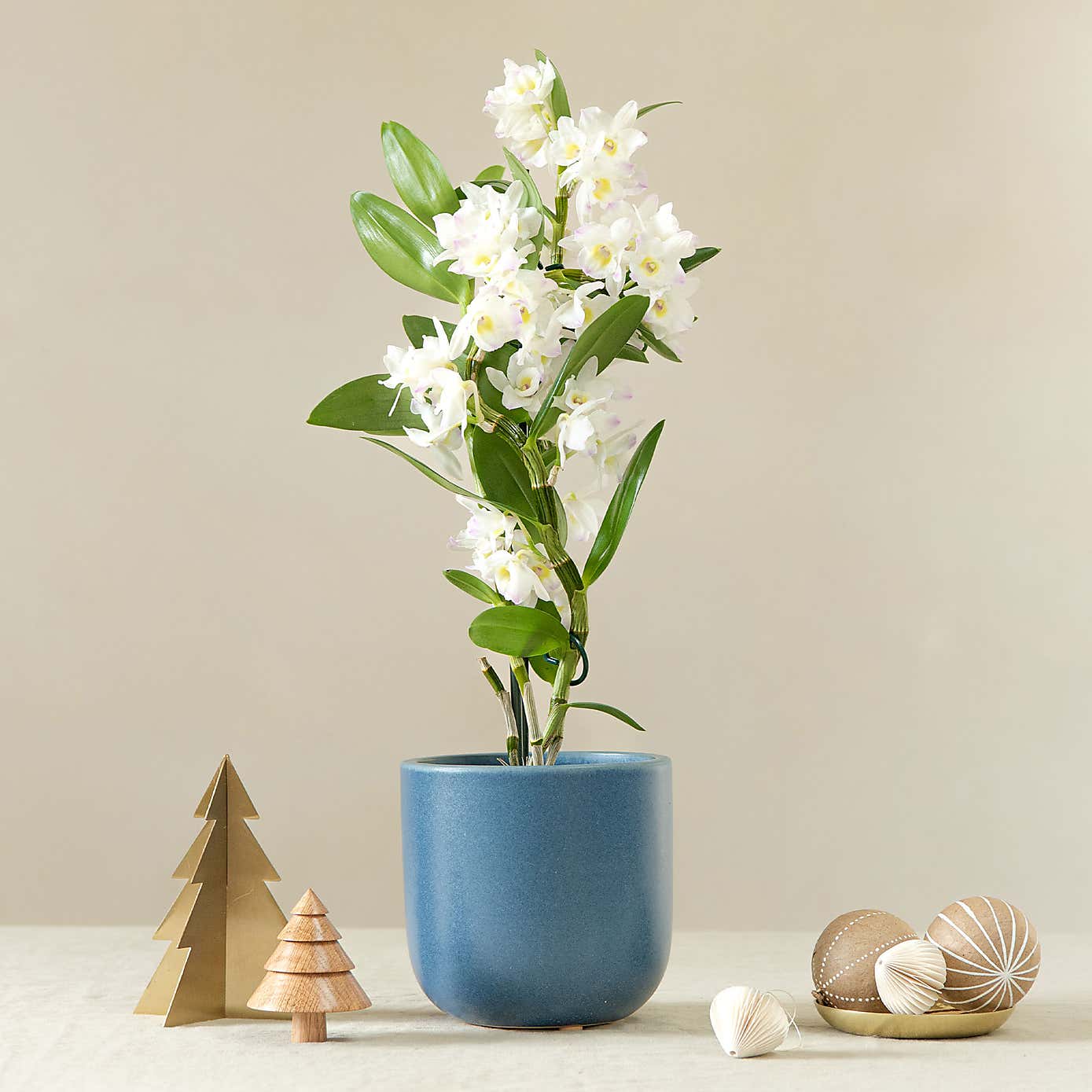 Bamboo Orchid House Plant in Earthenware Pot