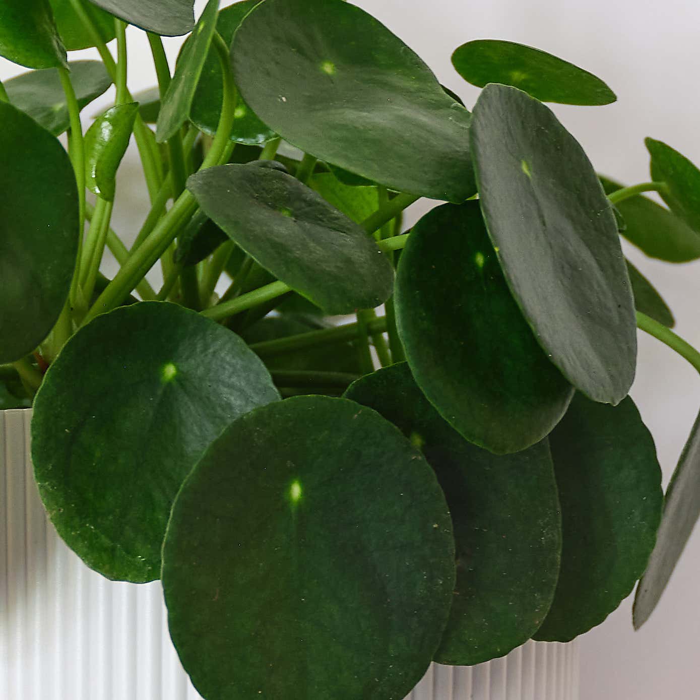 Chinese Money House Plant in Elho Pot