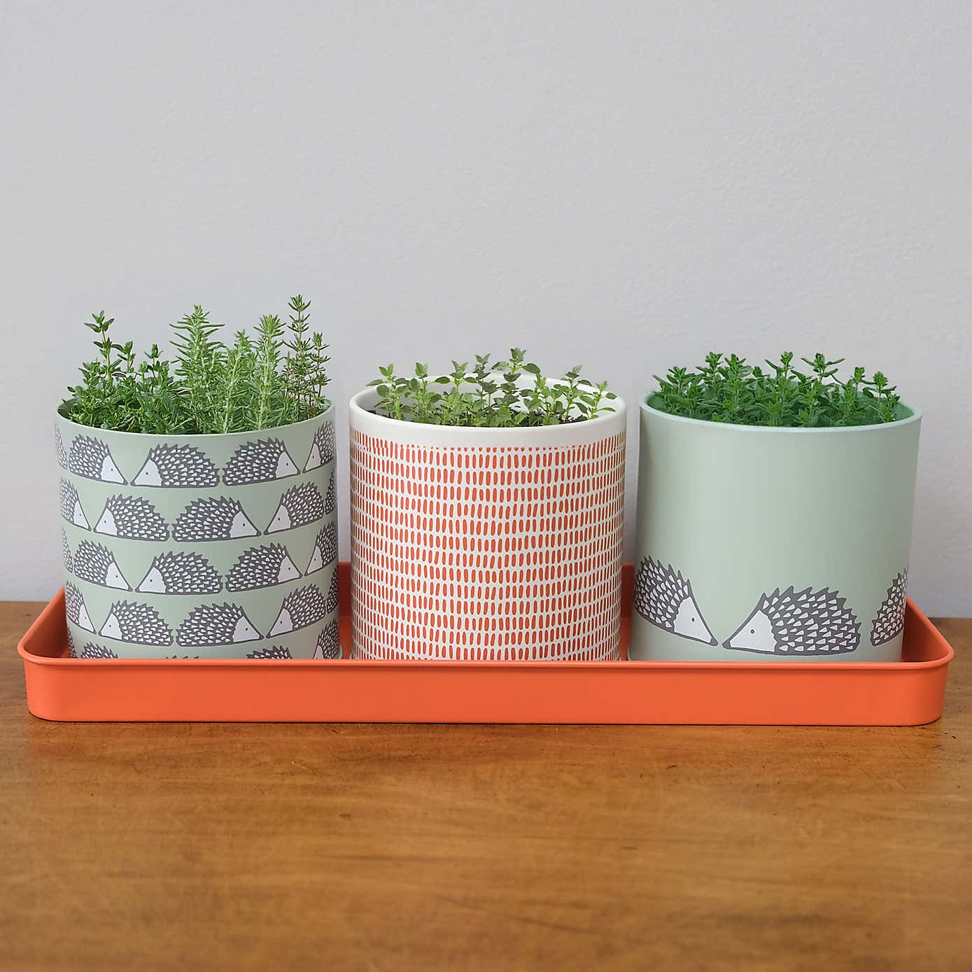 Scion Dexam Spike Hedgehog Set of 3 Sage Herb Pots