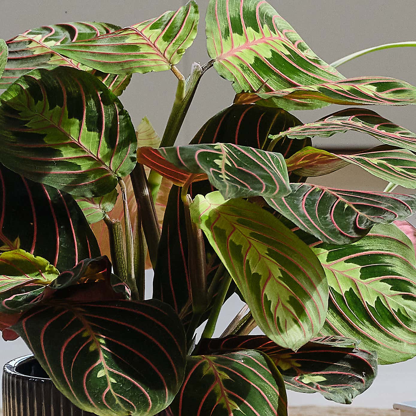 Pet Friendly Potted House Plant Bundle