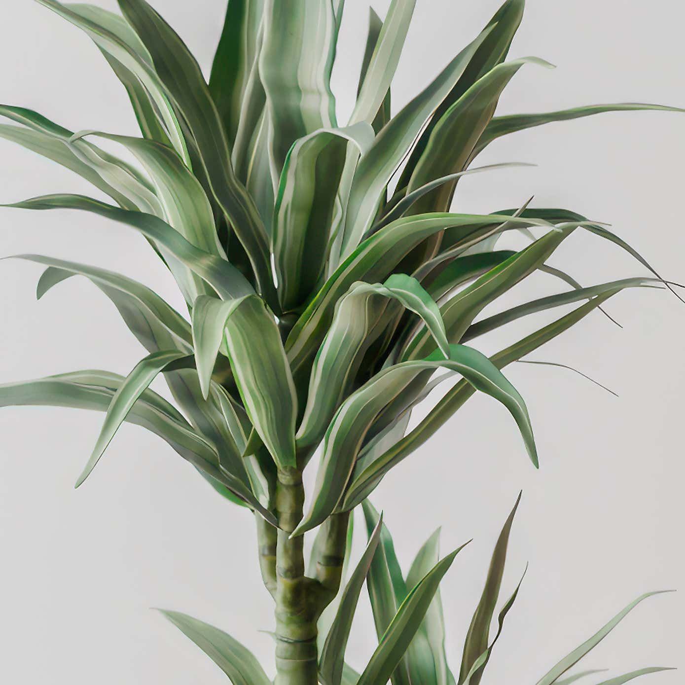 Beards & Daisies Dracaena Warneckei House Plant in Elho Pot