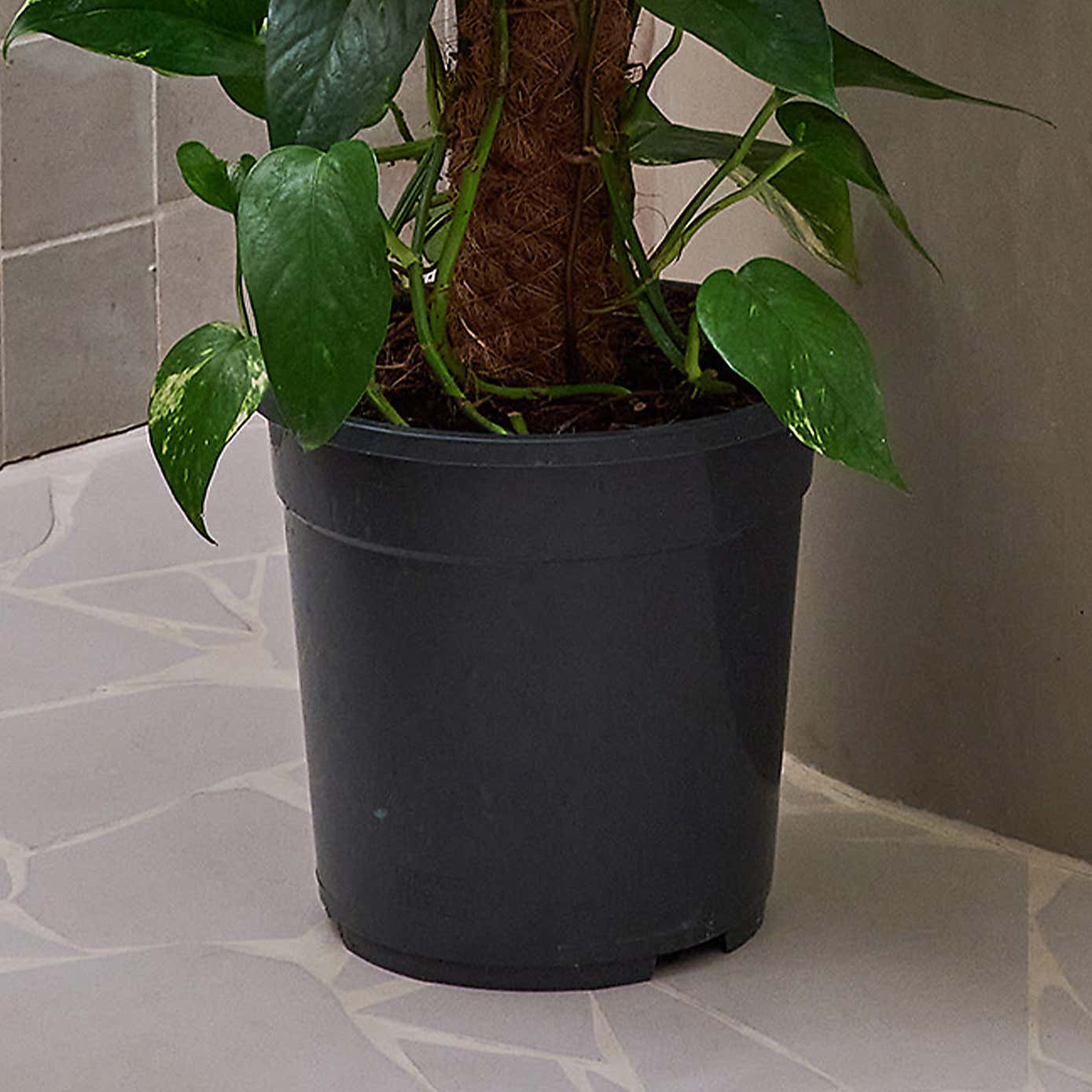 Beards & Daisies Devil's Ivy Moss Pole House Plant