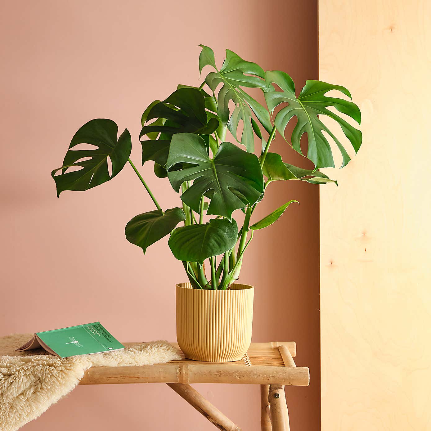 Swiss Cheese House Plant in Elho Pot