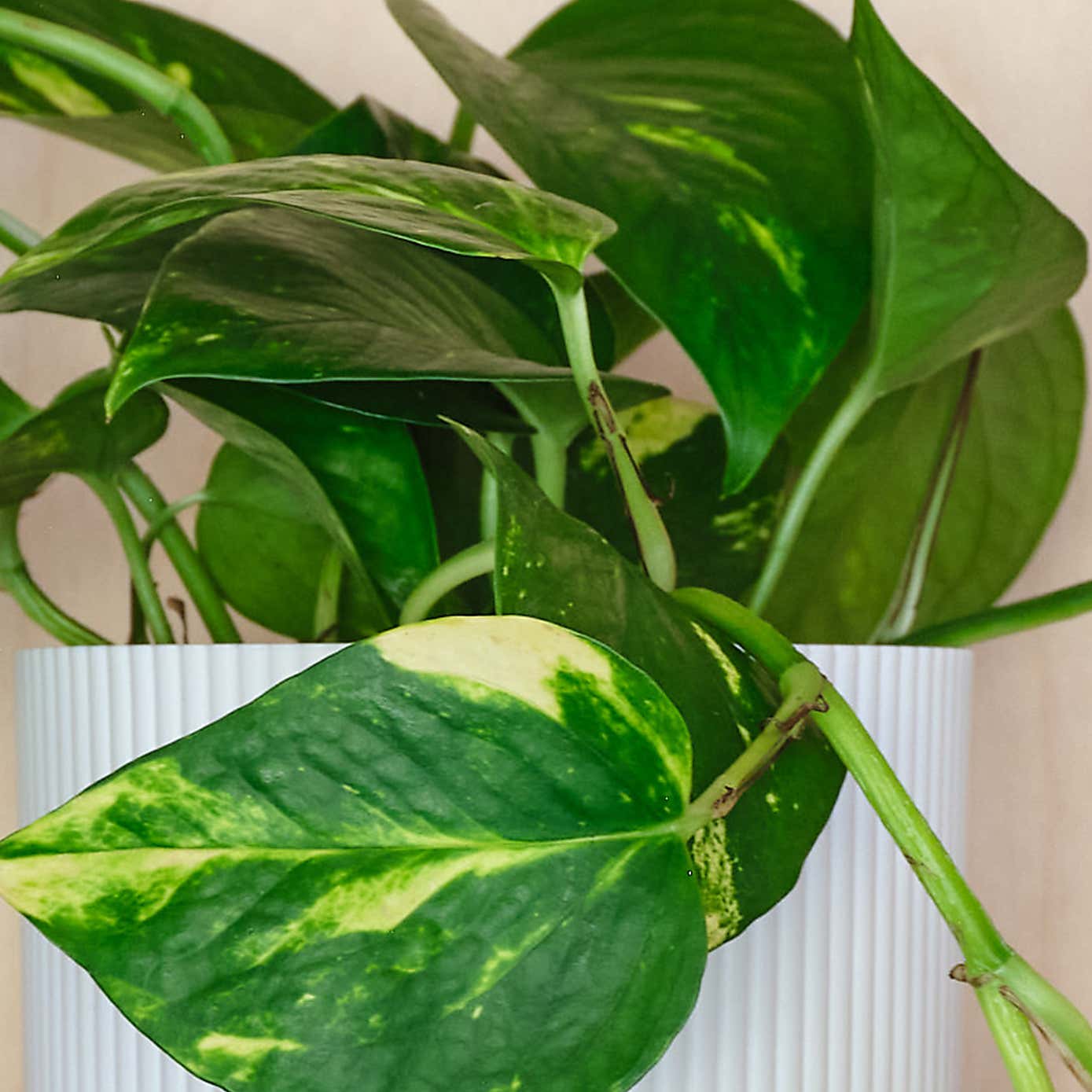 Devil's Ivy House Plant in Elho Pot