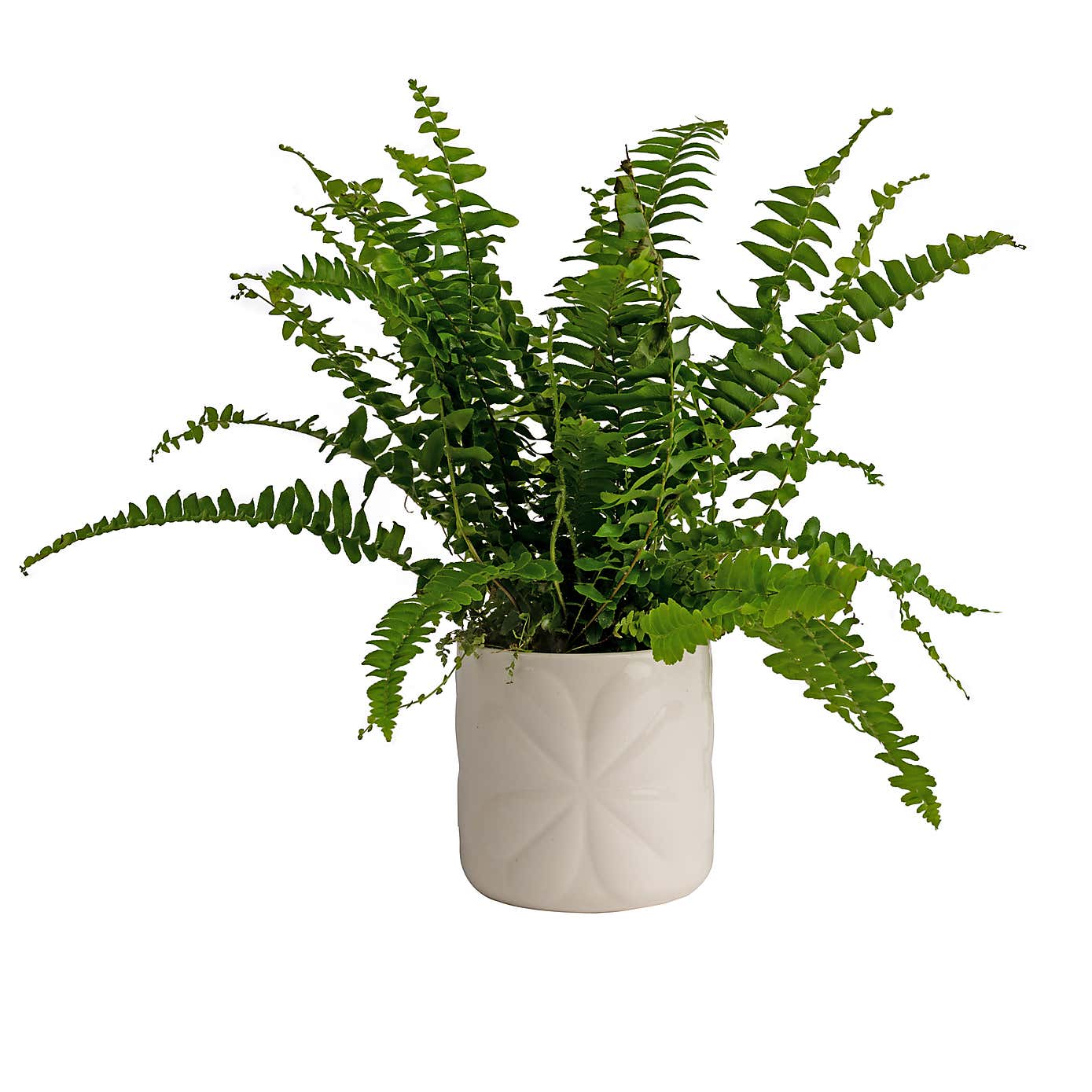 Navigate Carnaby Ceramic Embossed Pot