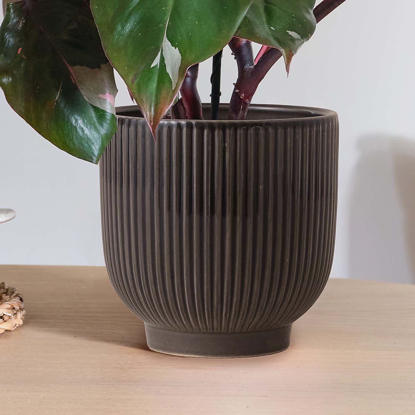 Philodendron Pink Princess in Ribbed Ceramic Pot