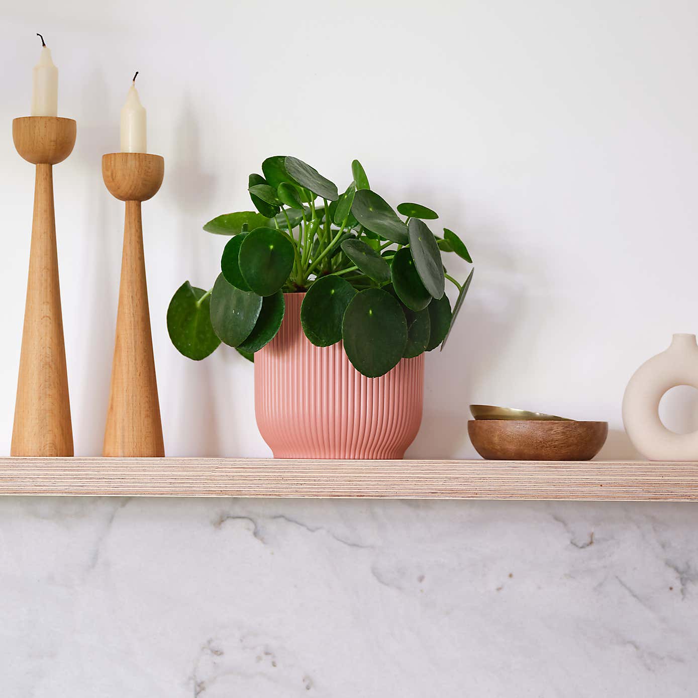 Chinese Money House Plant in Elho Pot