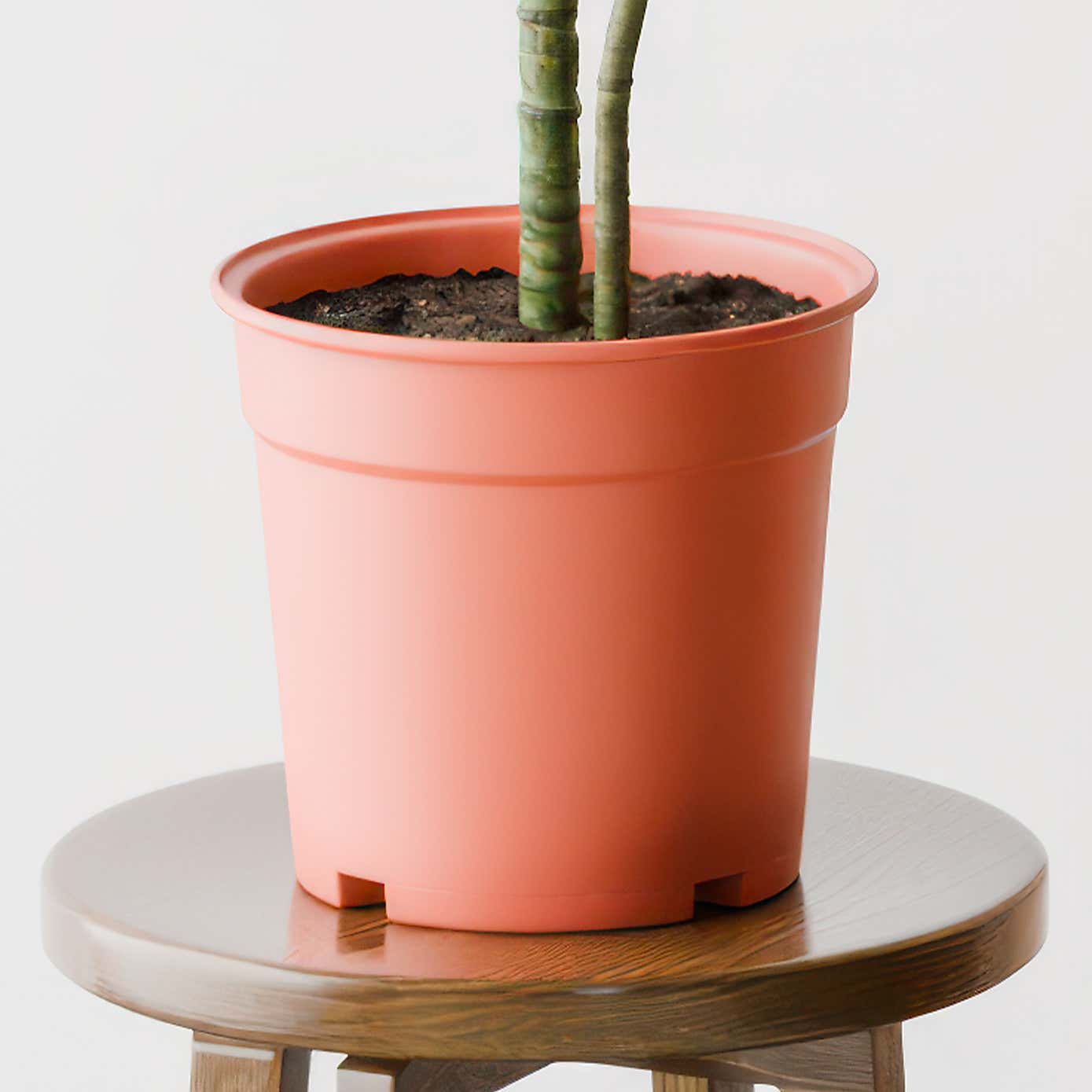 Beards & Daisies Dracaena Warneckei House Plant