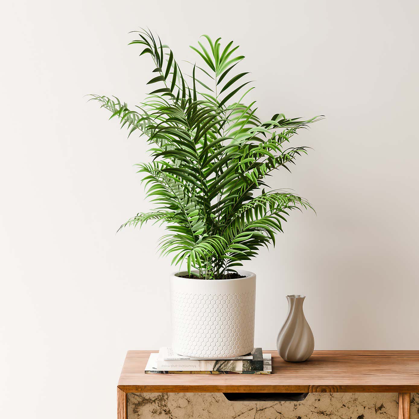 Beards & Daisies Parlour Palm House Plant in Capri Pot