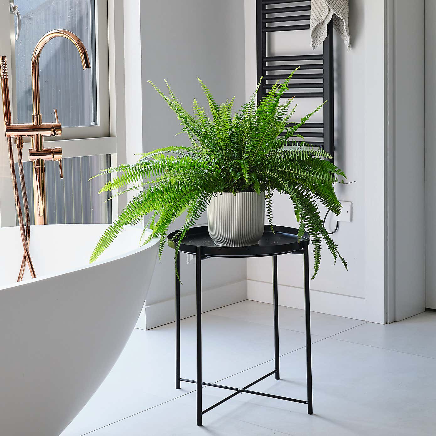 Boston Fern House Plant in Elho Pot