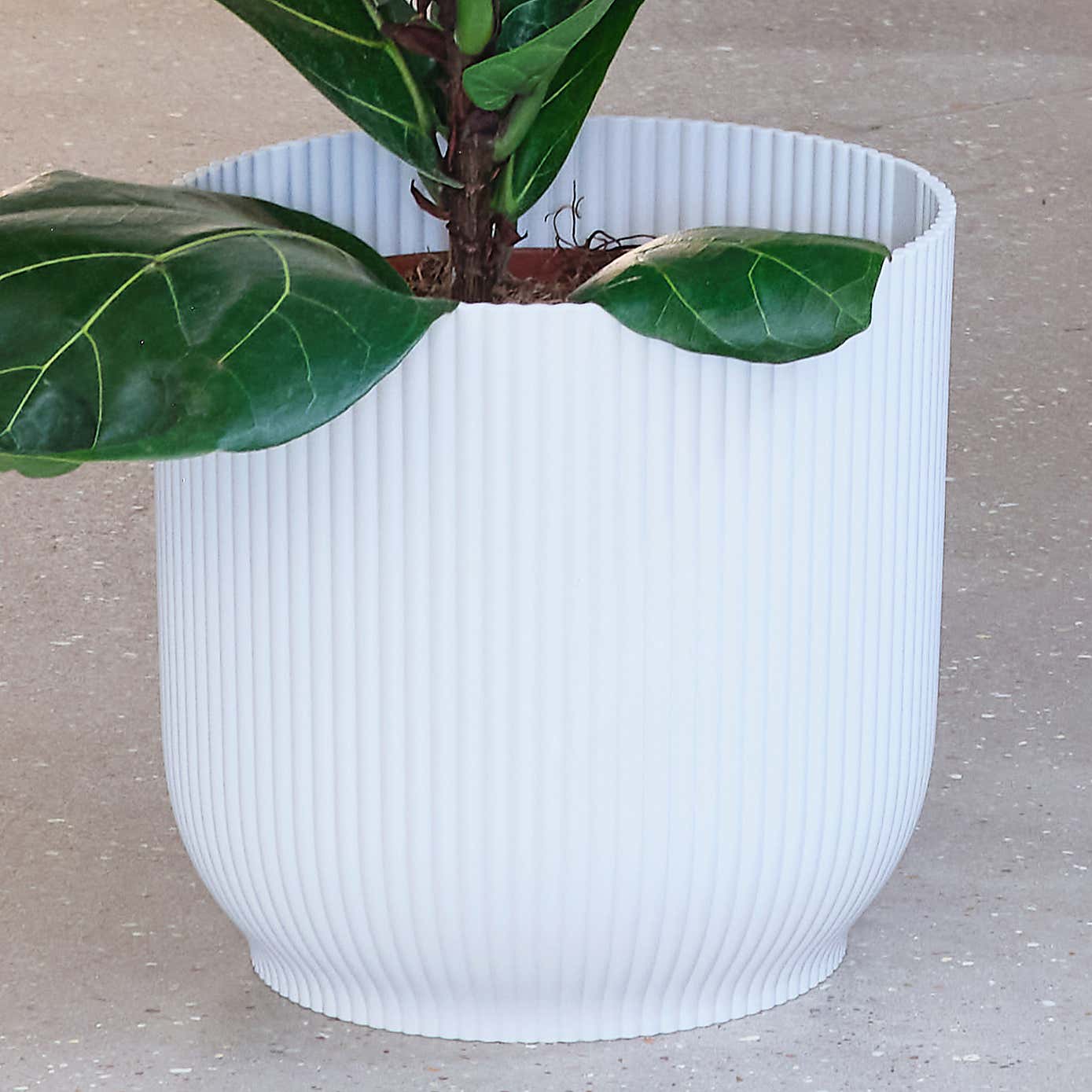 Tall Potted House Plant Bundle