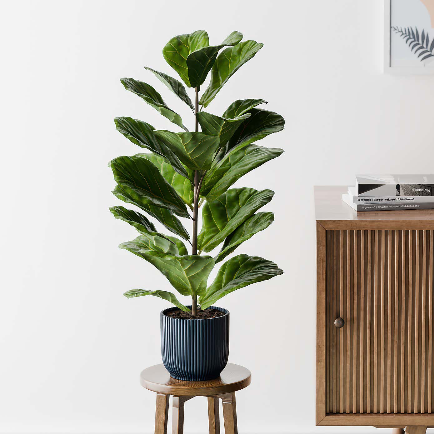 Beards & Daisies Fiddle Leaf Fig House Plant in Elho Pot