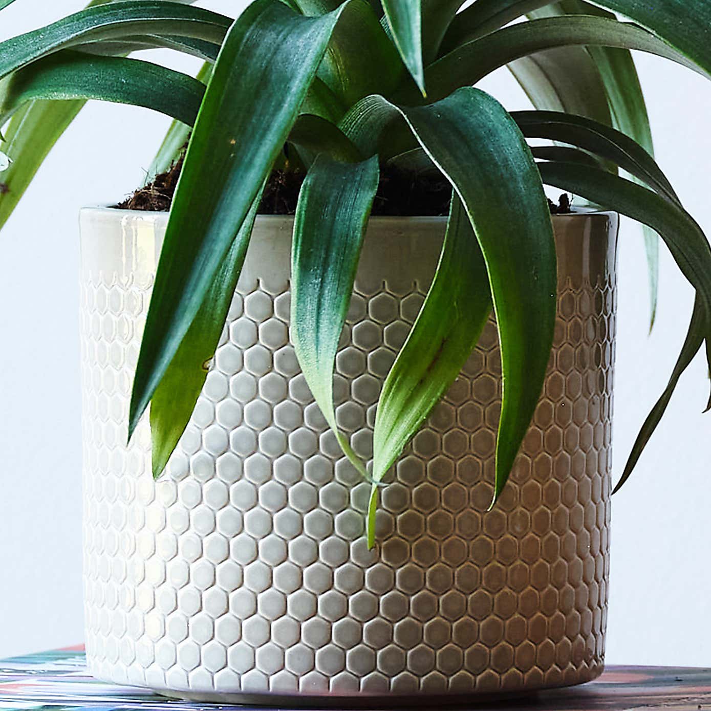 Pineapple House Plant in Capri Pot