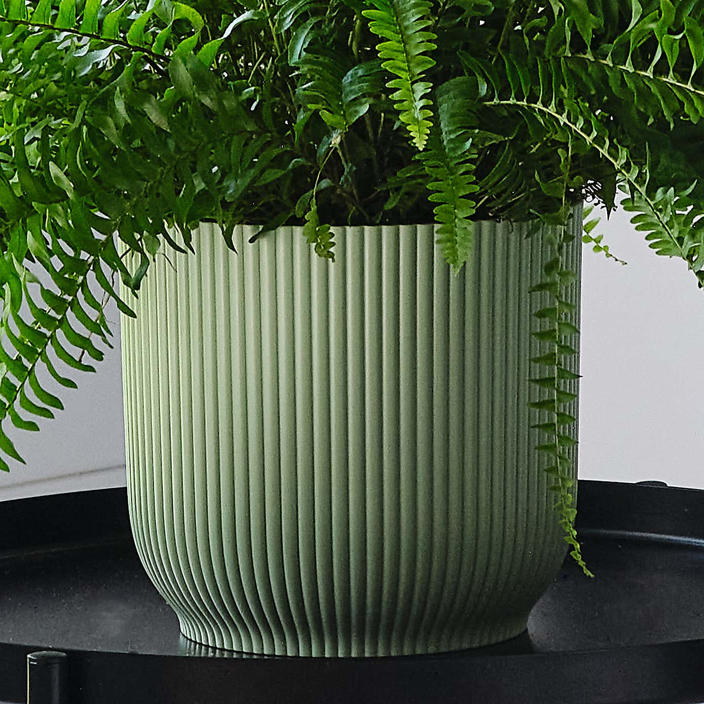 Boston Fern House Plant in Elho Pot