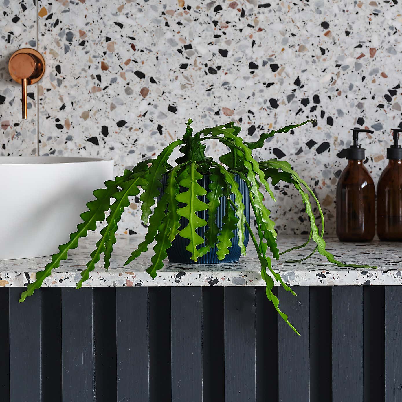 Fishbone Cactus House Plant in Elho Pot