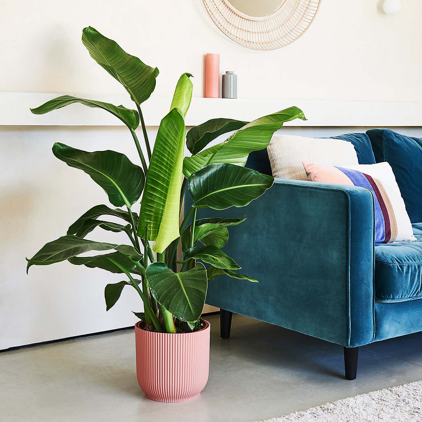 Beards & Daisies Bird of Paradise in Elho Vibes Pot