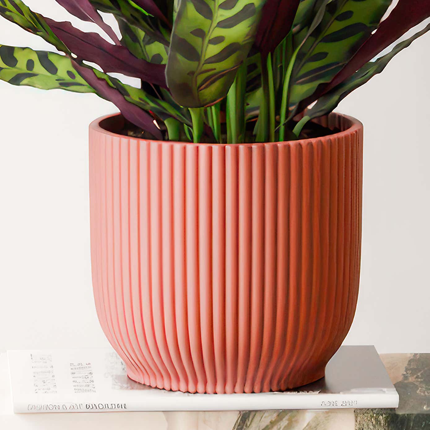 Calathea Lancifolia House Plant in Elho Vibes Pot