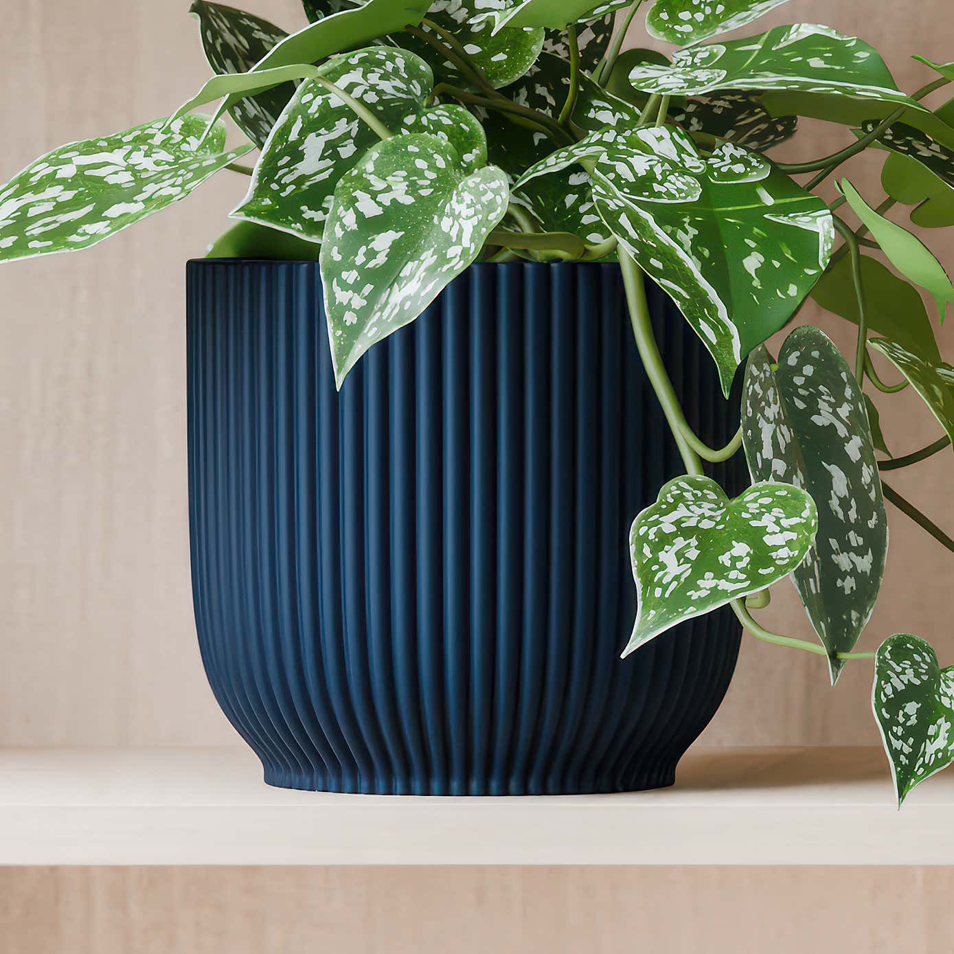 Beards & Daisies Trailing Satin Pothos House Plant in Elho Pot