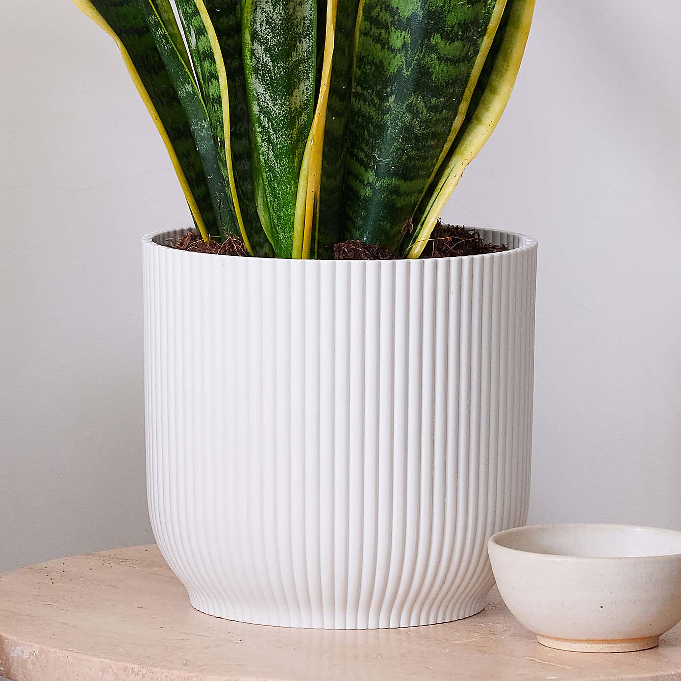 Beards & Daisies Snake Plant House Plant in Vibes Pot