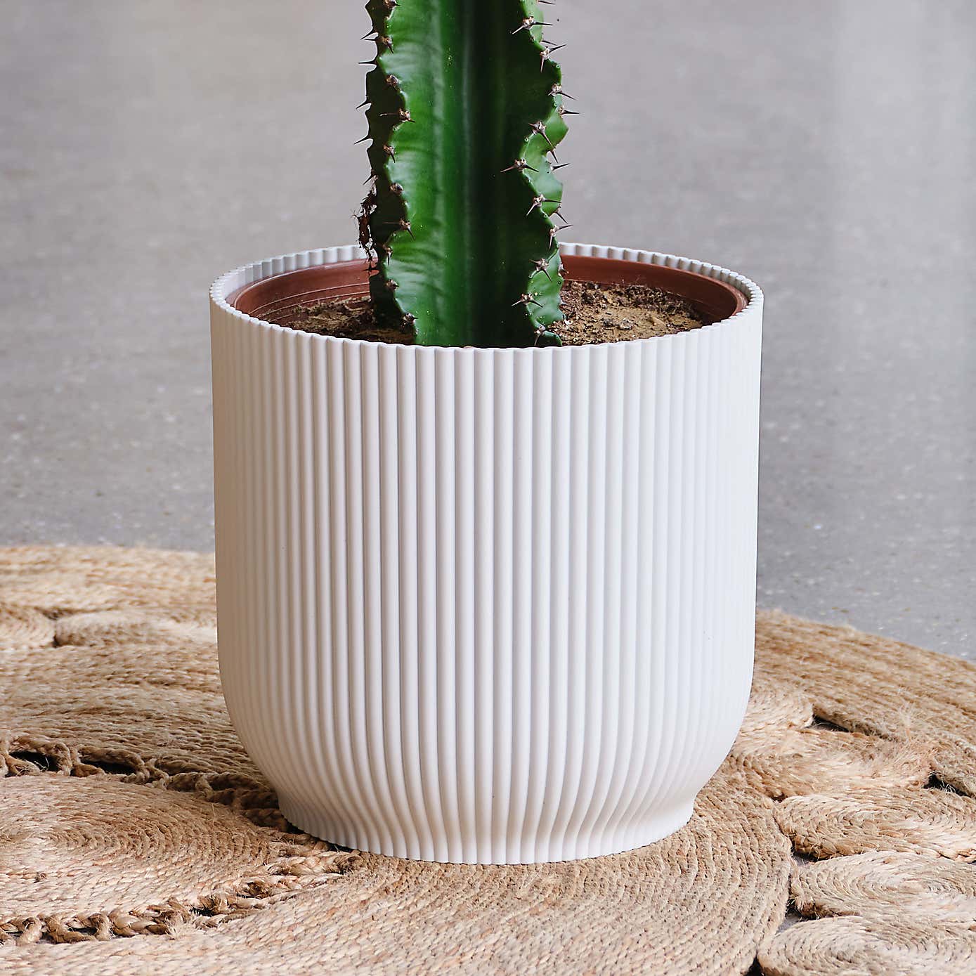 Euphorbia Trigona House Plant in Elho Pot