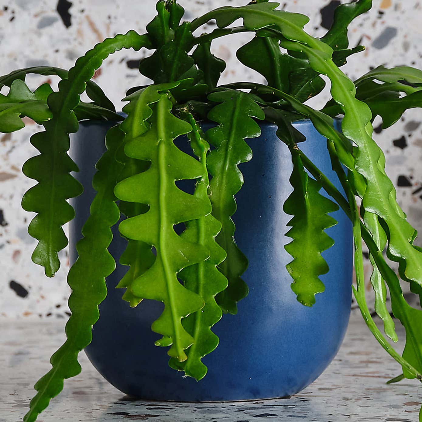 Fishbone Cactus House Plant in Earthenware Pot