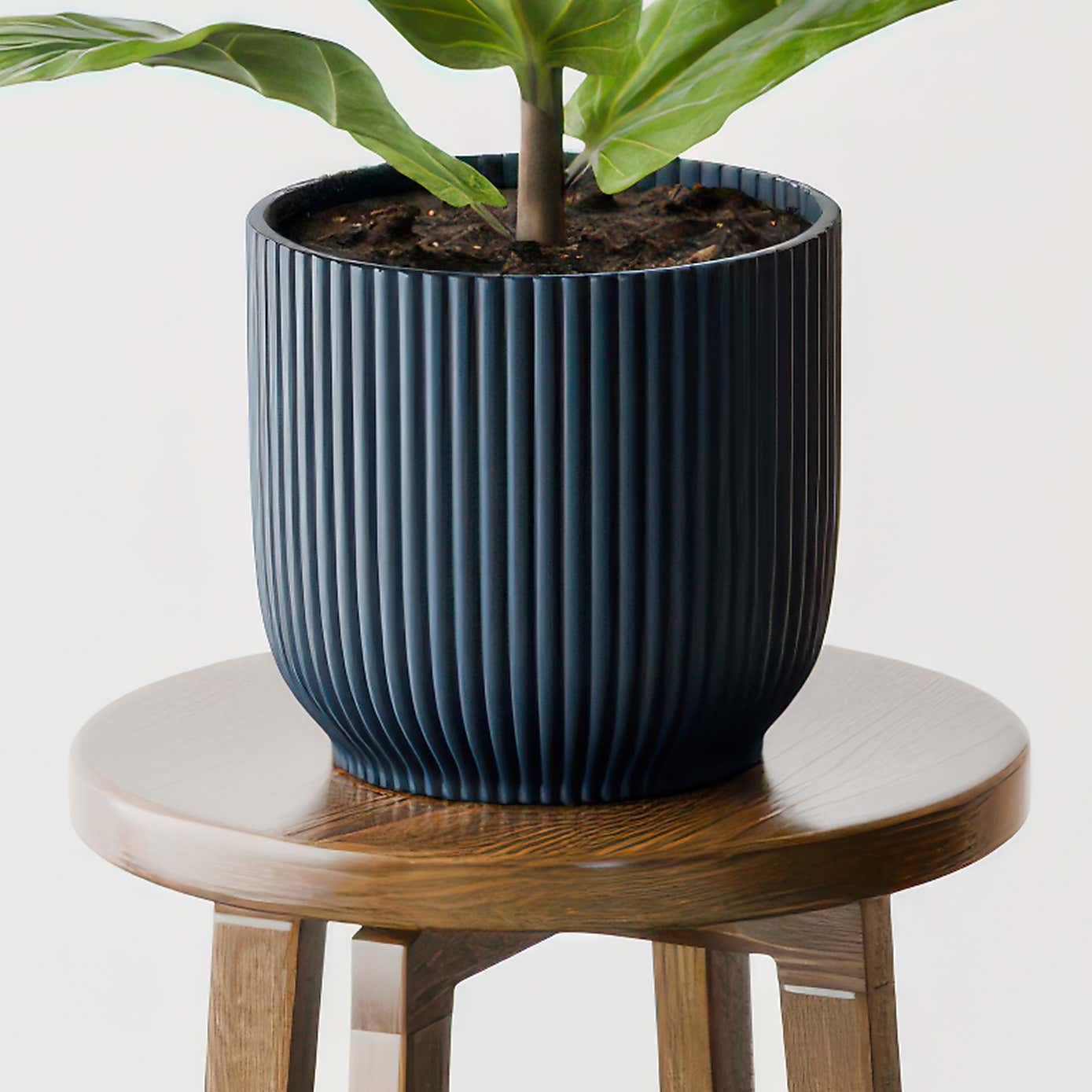 Beards & Daisies Fiddle Leaf Fig House Plant in Elho Pot