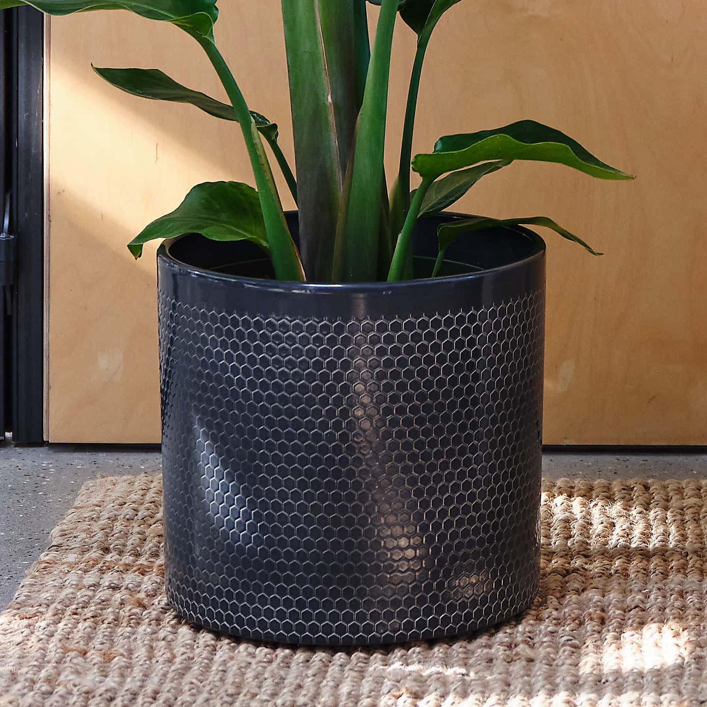 Bird Of Paradise House Plant in Capri Pot