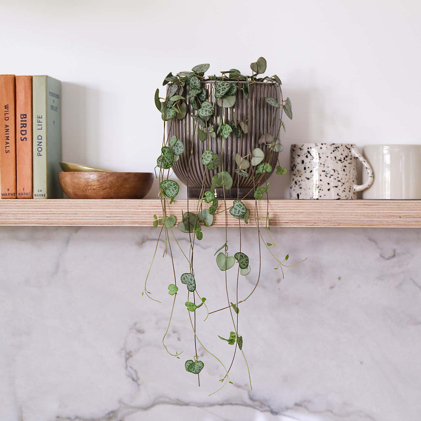 String Of Hearts House Plant in Ribbed Pot