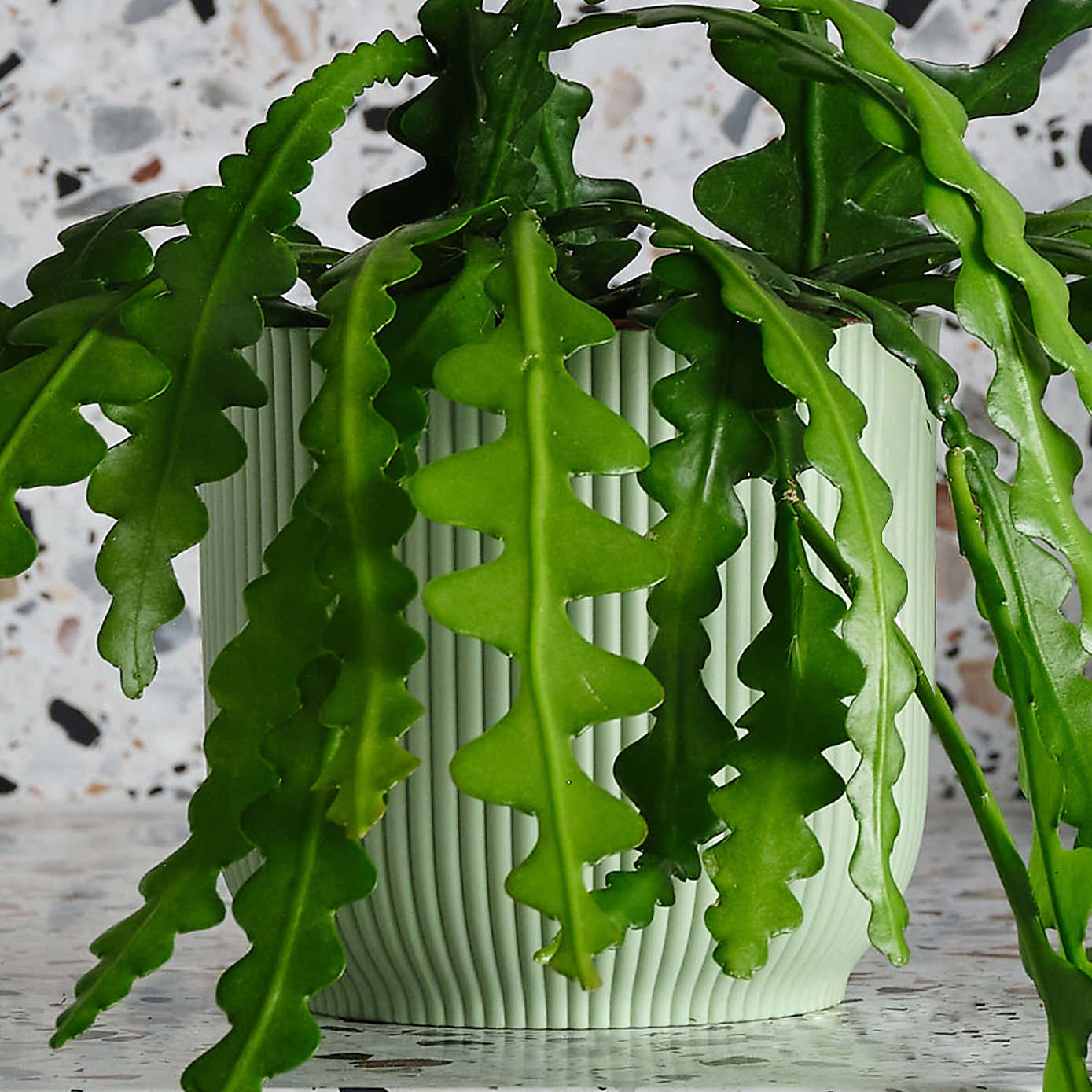 Fishbone Cactus House Plant in Elho Pot