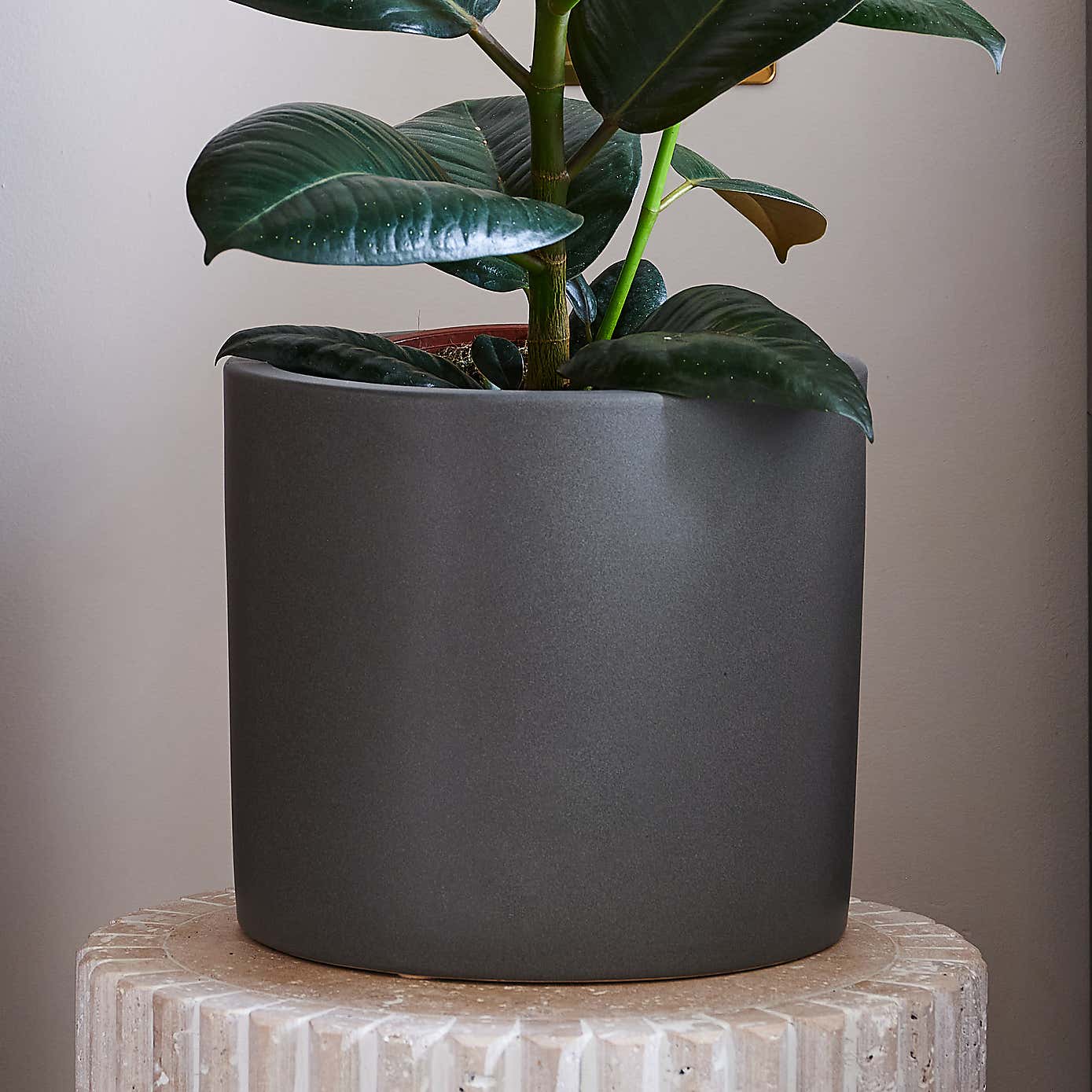 Beards & Daisies Rubber Plant House Plant in Earthenware Pot