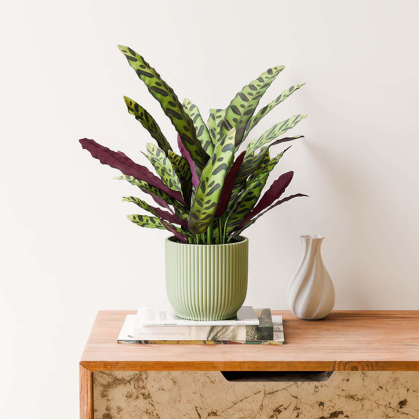 Calathea Lancifolia House Plant in Elho Vibes Pot
