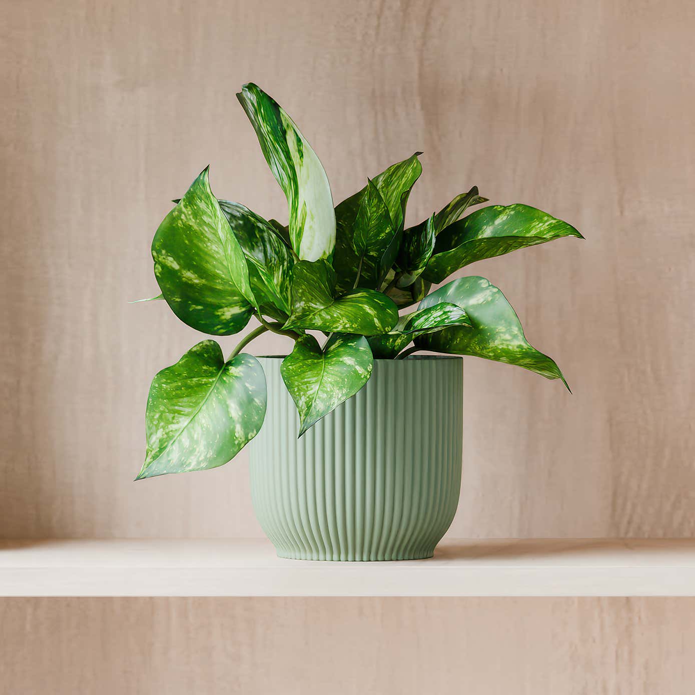 Beards & Daisies Marble Queen Pothos House Plant in Elho Pot
