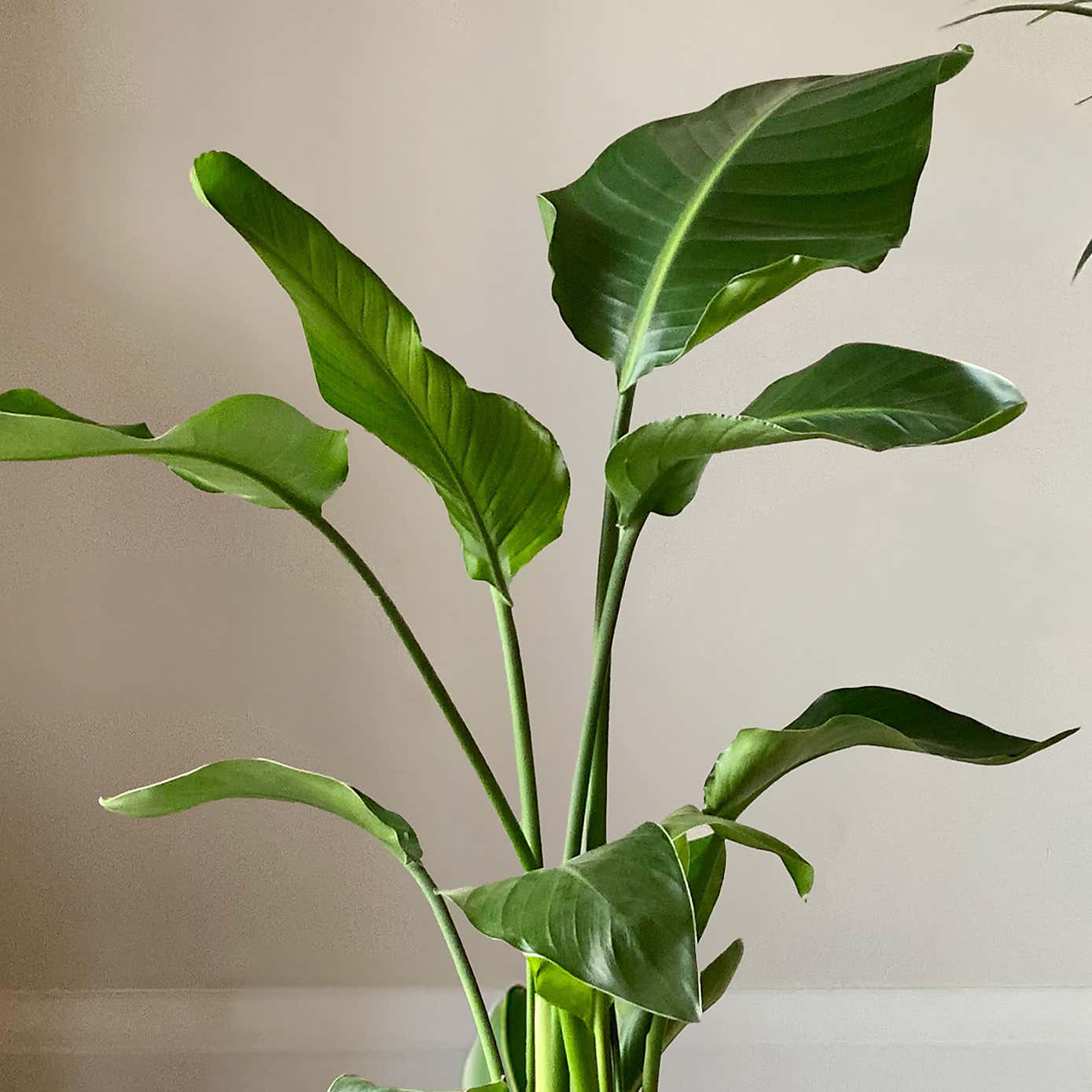 Bird of Paradise & Kentia Palm House Plant Bundle