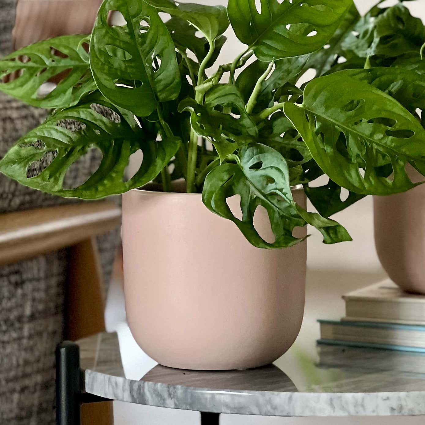 Swiss Cheese Obliqua Potted House Plant Bundle