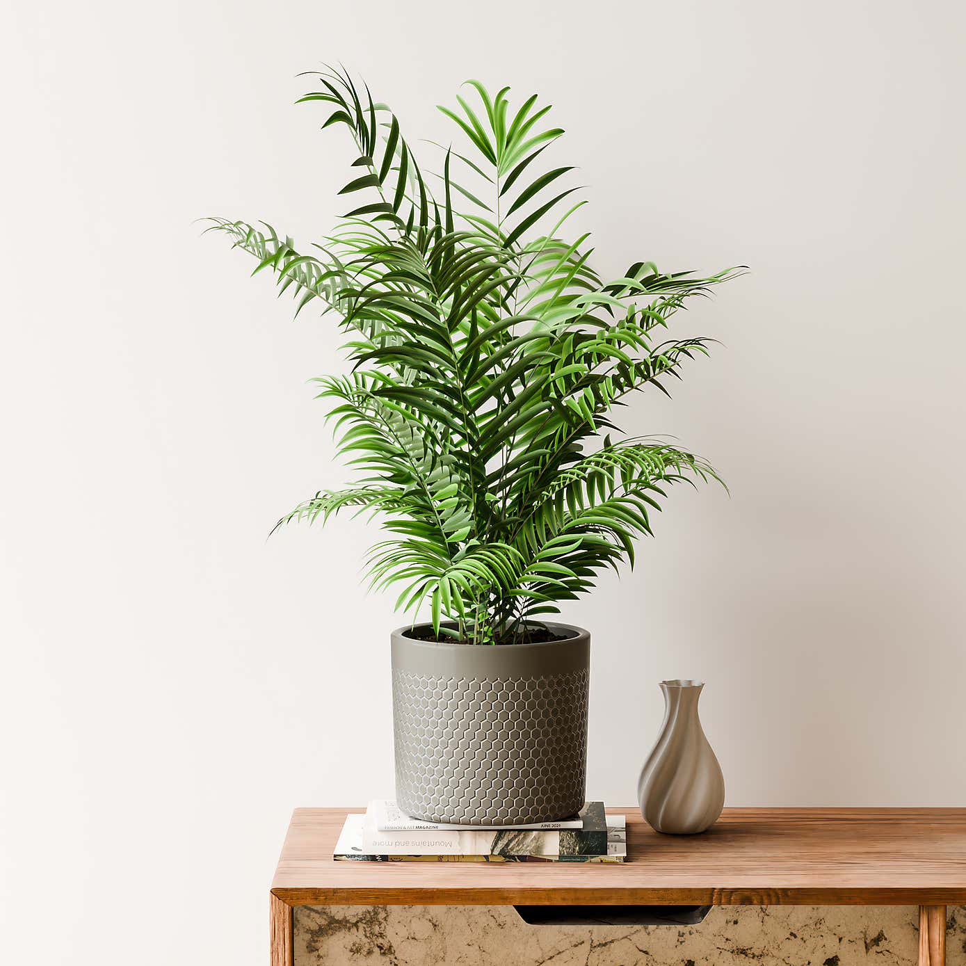 Beards & Daisies Parlour Palm House Plant in Capri Pot