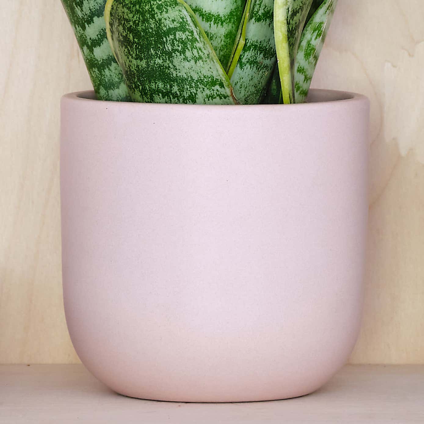 Snake House Plant in Earthenware Pot