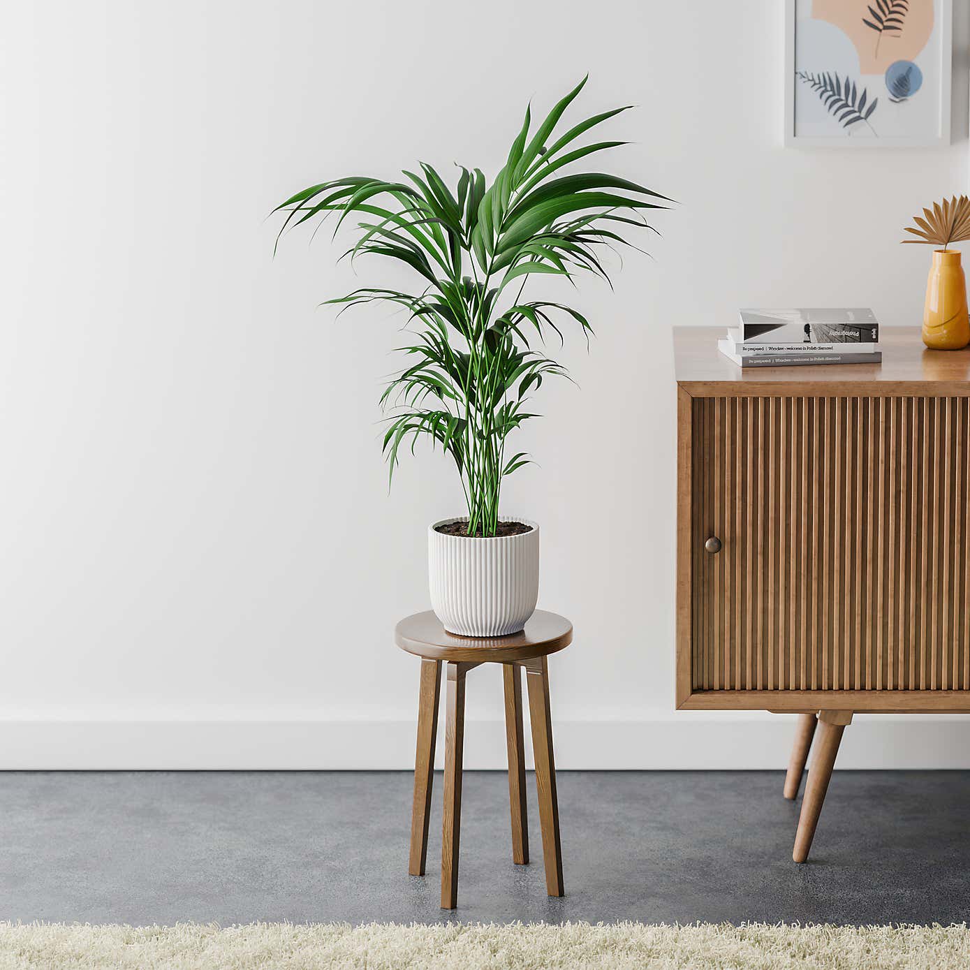 Kentia Palm House Plant in Elho Pot