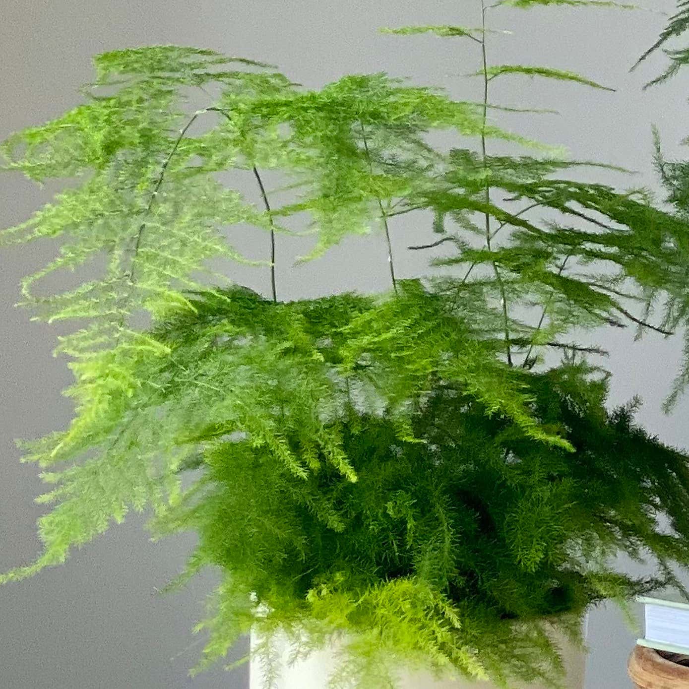 Asparagus Fern Potted House Plant Bundle