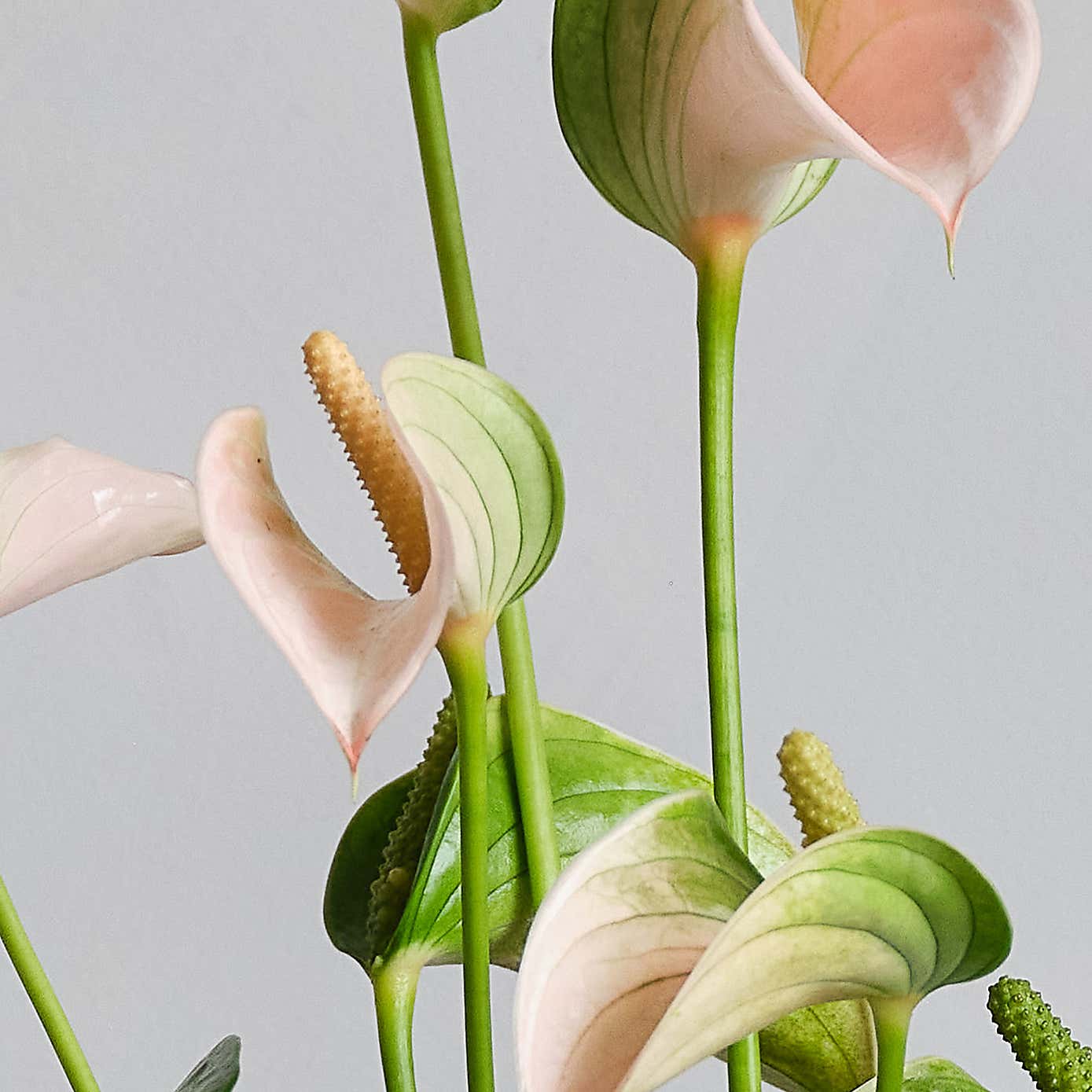 Peach Anthurium Potted House Plant and Candle Bundle