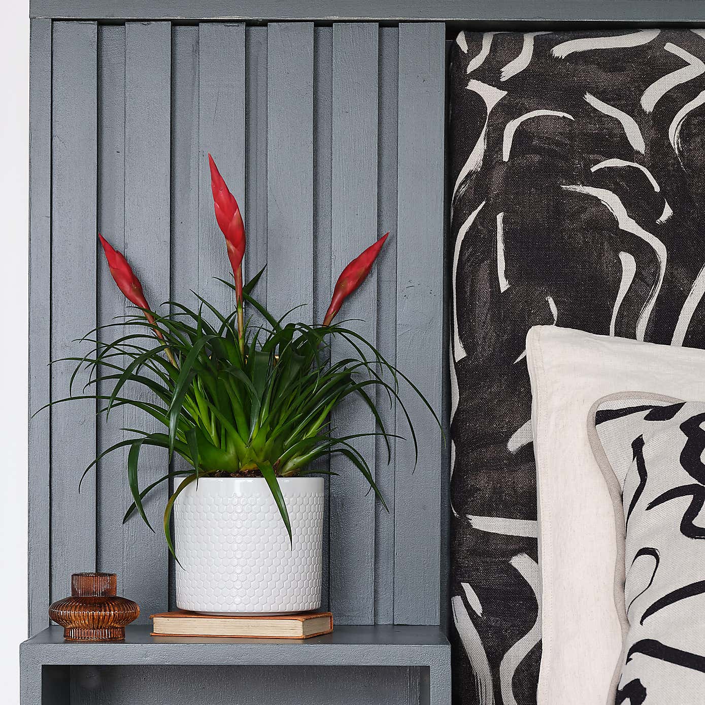 Vriesea Astrid House Plant in Capri Pot